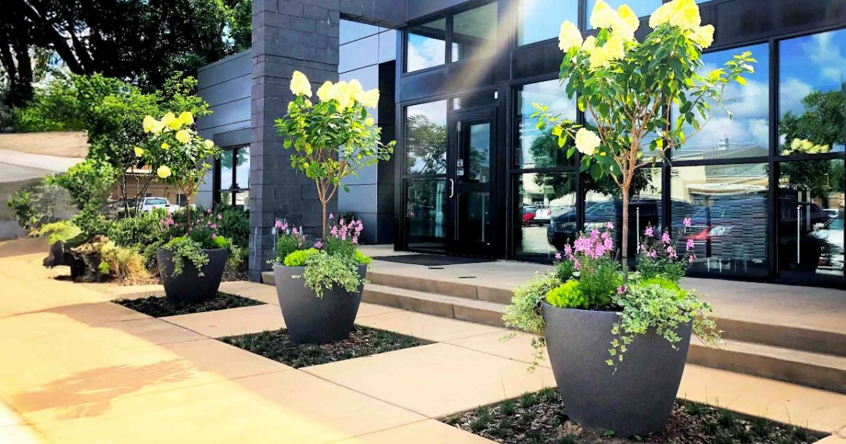 Large decorative flower pots with trees outside a commercial building